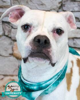 Matzo -  Boxer Dog for Adoption in Kennesaw, Georgia - Matzo | PetCurious