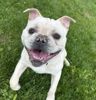 Mixed Breed and Pug Dogs Available for Adoption in Dubuque, Iowa - Owen | PetCurious