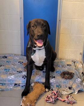 Labrador Retriever and Doberman Pinscher Dogs Available for Adoption in Hays, Kansas - Bouie | PetCurious