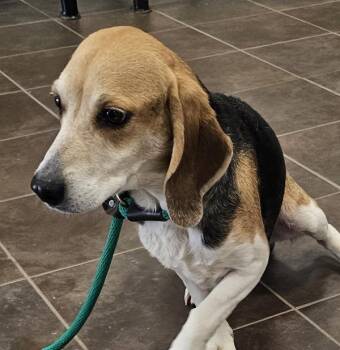 Beagle Dogs Available for Adoption in Des Moines, Iowa - Merlin | PetCurious
