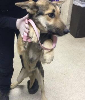 German Shepherd Dog and Mixed Breed Dogs Available for Adoption - MATCHA | PetCurious