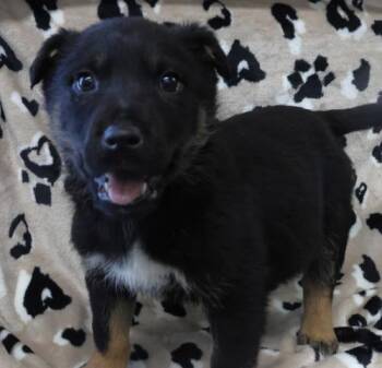 Shepherd Dogs Available for Adoption - Ogimaa | PetCurious