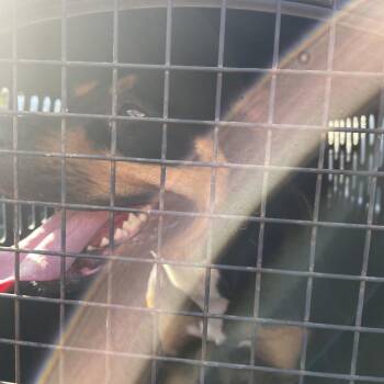 BRAZ-Stray-138111 -  Mixed Breed Dog for Adoption in Lake Jackson, Texas - BRAZ-Stray-138111 | PetCurious