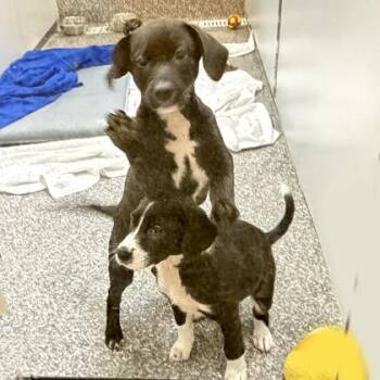 Mixed Breed Dogs Available for Adoption - Giada | PetCurious