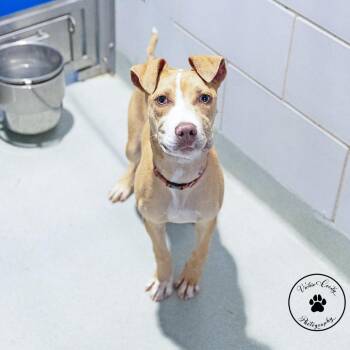 Byron -  American Staffordshire Terrier and Mixed Breed Dog for Adoption in Abilene, Texas - Byron | PetCurious