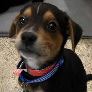 Rescue Mixed Breed Dogs for Adoption in Buffalo, Minnesota - Applebees | PetCurious