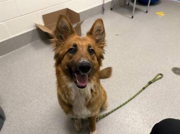 German Shepherd Dog and Border Collie Dogs Available for Adoption - HOT HONEY | PetCurious
