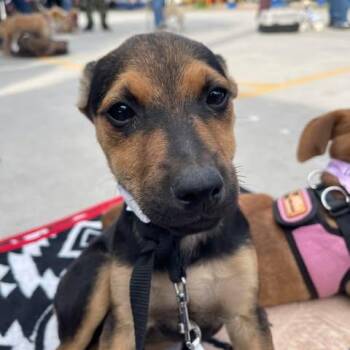 Shepherd Dogs Available for Adoption - CLARITA 15 Weeks Old | PetCurious
