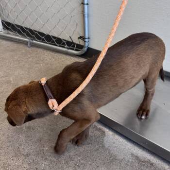 Mixed Breed Dogs Available for Adoption in Las Cruces, New Mexico - 106467 | PetCurious
