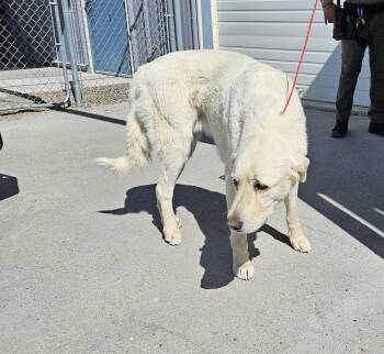 61903423 -  Great Pyrenees Dog for Adoption in Elko, Nevada - 61903423 | PetCurious