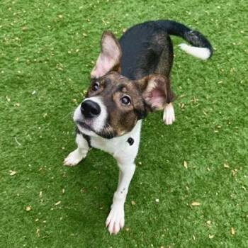 Shepherd Dogs Available for Adoption in Quincy, Illinois - Aubrey | PetCurious
