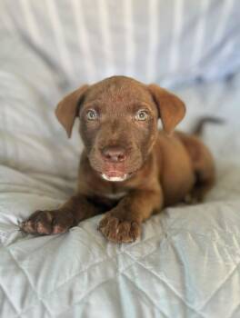 American Staffordshire Terrier and Redbone Coonhound Dogs Available for Adoption in Gulfport, Mississippi - Nala | PetCurious