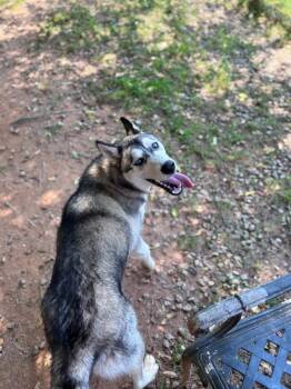 Blue -  Husky Dog for Adoption in Danielsville, Georgia - Blue | PetCurious