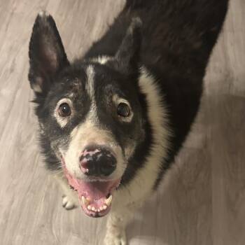 Teddy -  Mixed Breed Dog for Adoption in Buffalo, Minnesota - Teddy | PetCurious