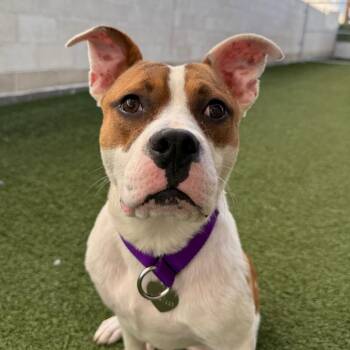 Peanut -  Pit Bull Terrier Dog for Adoption in Los Angeles, California - Peanut | PetCurious