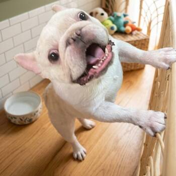 Luna 0110 -  French Bulldog Dog for Adoption in Boca Raton, Florida - Luna 0110 | PetCurious