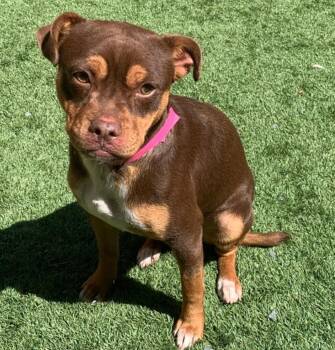 Pit Bull Terrier and French Bulldog Dogs Available for Adoption in San Marcos, California - I NEED A FOSTER HOME QUICKLY! Pressure #A550017 | PetCurious