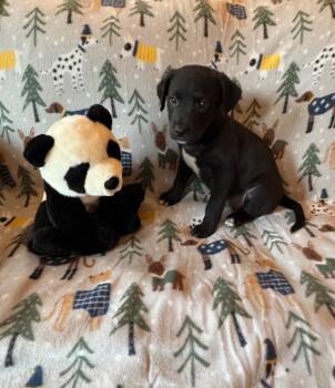 Nixa -  Feist and Mixed Breed Dog for Adoption in Clarksville, Tennessee - Nixa | PetCurious