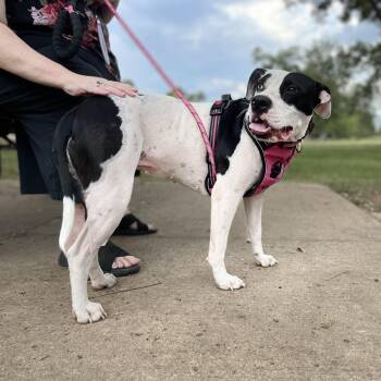 Skyla -  Pit Bull Terrier and Pointer Dog for Adoption in Georgetown, Texas - Skyla | PetCurious