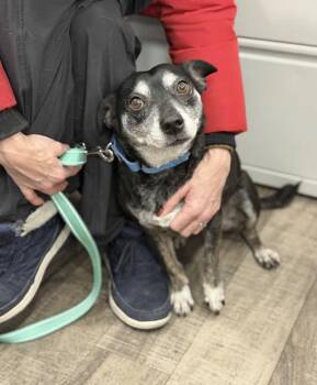 Chihuahua and Terrier Dogs Available for Adoption - Mr Maxxy | PetCurious