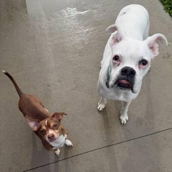 Chihuahua and Mixed Breed Dogs Available for Adoption in Wheaton, Illinois - Ranger | PetCurious