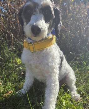 Rescue Poodle Dogs for Adoption in Burlington, Wisconsin - Athena | PetCurious
