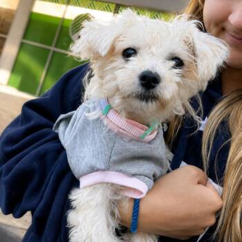 Teddy -  Maltese and Miniature Poodle Dog for Adoption in Silver Spring, Maryland - Teddy | PetCurious