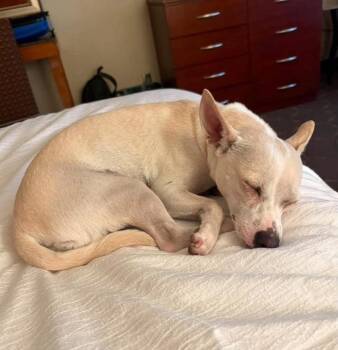 Rumi -  Chihuahua and Dachshund Dog for Adoption in Aurora, Colorado - Rumi | PetCurious
