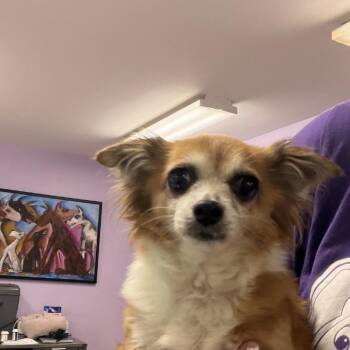 Sora -  Chihuahua Dog for Adoption in Northbrook, Illinois - Sora | PetCurious