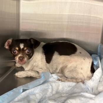 IVHS-Stray-141861_2_3_4 -  Chihuahua Dog for Adoption in San Gabriel, California - IVHS-Stray-141861_2_3_4 | PetCurious