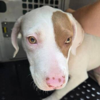Lilly 6354 -  Mixed Breed Dog for Adoption in Springboro, Ohio - Lilly 6354 | PetCurious
