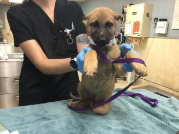 FIZZY -  German Shepherd Dog Dog for Adoption in Riverside, California - FIZZY | PetCurious