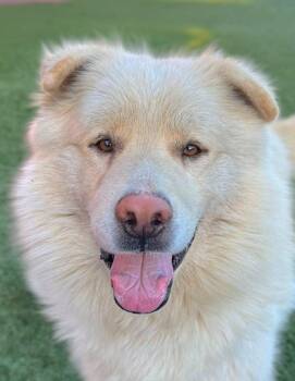 Chow Chow Dogs Available for Adoption - Cory | PetCurious