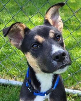 Shepherd and Terrier Dogs Available for Adoption in Grayslake, Illinois - Butterscotch | PetCurious