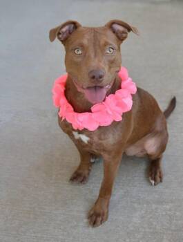 Fifa -  Pit Bull Terrier Dog for Adoption in Mckinney, Texas - Fifa | PetCurious