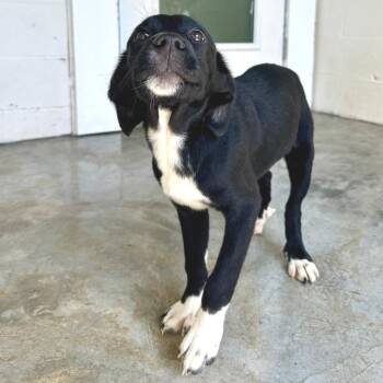 Baroness 7853 -  Mixed Breed Dog for Adoption in Loxahatchee Groves, Florida - Baroness 7853 | PetCurious