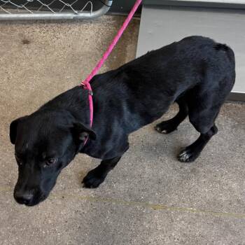 Mixed Breed Dogs Available for Adoption in Las Cruces, New Mexico - 107247 | PetCurious