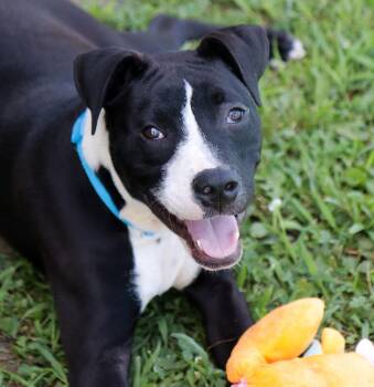Juniper (AO36855) -  Labrador Retriever Dog for Adoption in Kansas City, Kansas - Juniper (AO36855) | PetCurious