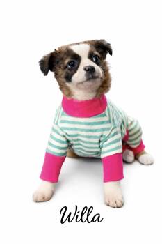 Mixed Breed Dogs Available for Adoption - Willa | PetCurious