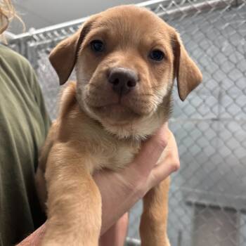 Rescue Mixed Breed Dogs for Adoption in Enfield, New Hampshire - Cheddar | PetCurious