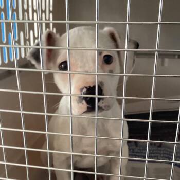 Terrier Dogs Available for Adoption in Montgomery, Alabama - Nada | PetCurious