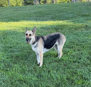 Bailey -  German Shepherd Dog Dog for Adoption in Greeneville, Tennessee - Bailey | PetCurious
