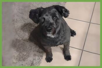 Rescue Standard Poodle Dogs for Adoption in Amherst, Massachusetts - Max | PetCurious