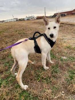 Rescue German Shepherd Dog and Mixed Breed Dogs for Adoption in Mccook, Nebraska - Tink | PetCurious