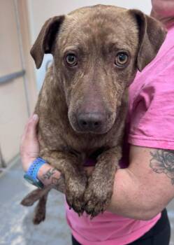 Rush -  Mixed Breed Dog for Adoption in Chesterfield, South Carolina - Rush | PetCurious