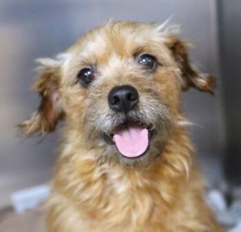 Hope (AO36850) -  Wirehaired Terrier Dog for Adoption in Kansas City, Kansas - Hope (AO36850) | PetCurious