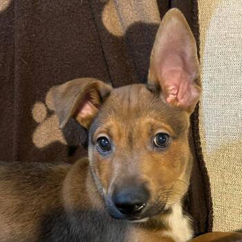 Mixed Breed Dogs Available for Adoption in Dekalb, Illinois - Scrappy-Doo | PetCurious