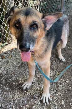 RUFUS -  German Shepherd Dog Dog for Adoption in Pensacola, Florida - RUFUS | PetCurious