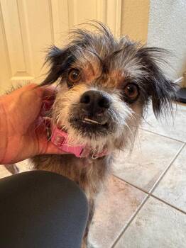 Pippa -  Shih Tzu and Terrier Dog for Adoption in College Station, Texas - Pippa | PetCurious