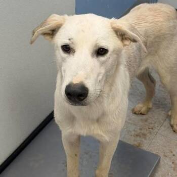 Bear 26-09-139 -  Great Pyrenees Dog for Adoption in Bastrop, Texas - Bear 26-09-139 | PetCurious